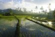 Reisfelder in Bangli