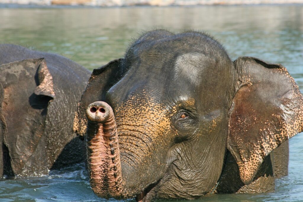 Sumatra-Elefant im Way-Kambas-Nationalpark