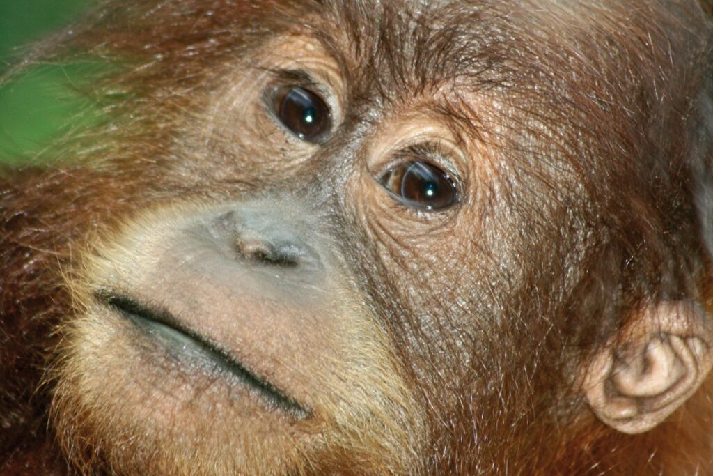 Sumatra-Orang-Utan im Gunung-Leuser-Nationalpark