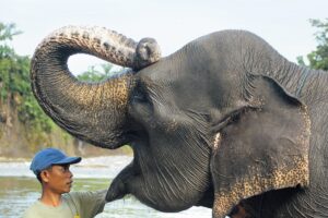 Sumatra-Elefant im Way-Kambas-Nationalpark