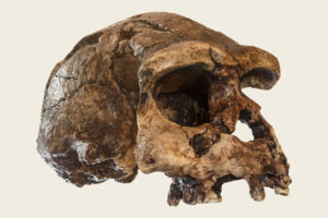 Homo erectus Schädel, Paläontologische Stätte Sangiran